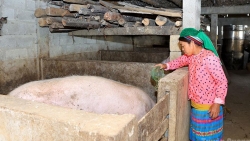 Tuyên Quang: Những “đầu tàu” phát triển kinh tế hộ gia đình ở Thắng Mố