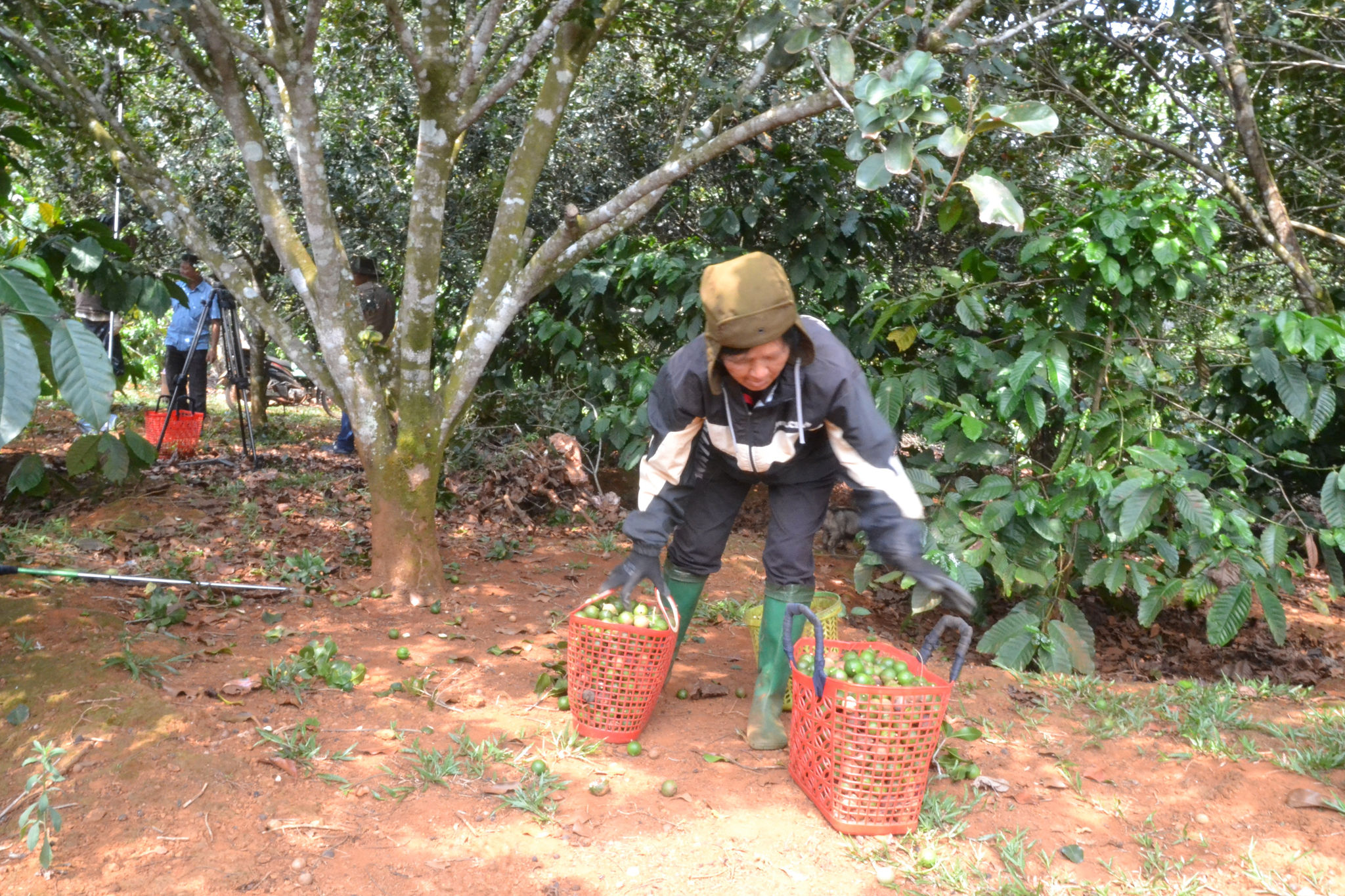 Lâm Đồng: “Nữ hoàng” các loại hạt đang mùa bội thu