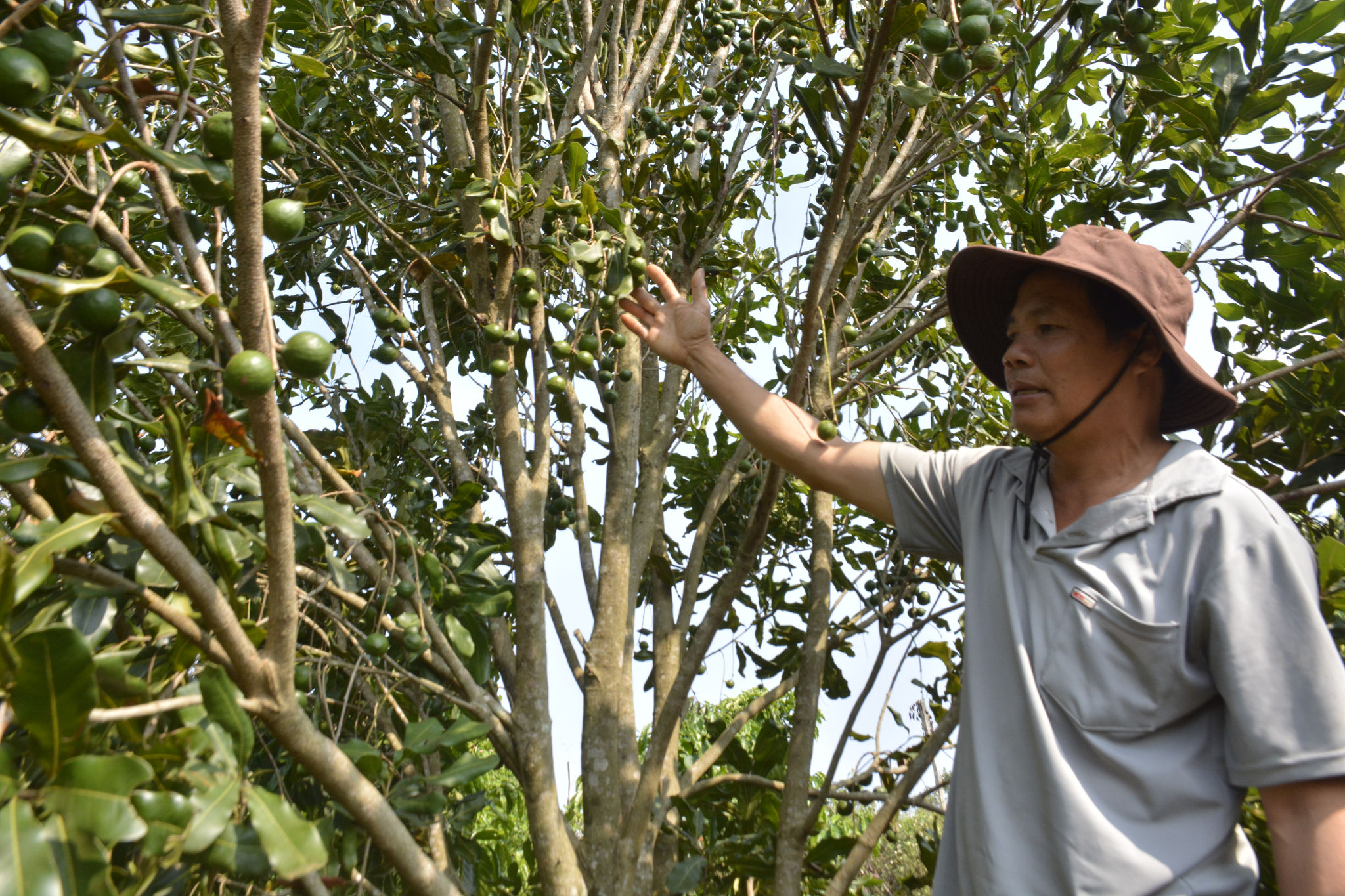 Lâm Đồng: “Nữ hoàng” các loại hạt đang mùa bội thu