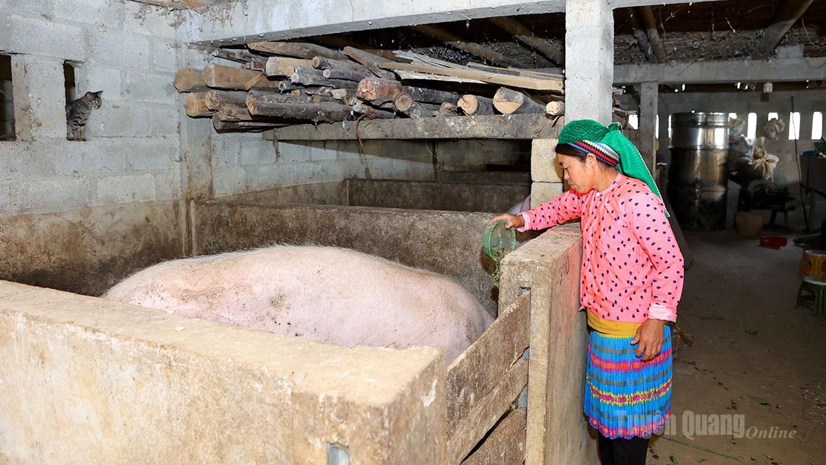 Tuyên Quang: Những “đầu tàu” phát triển kinh tế hộ gia đình ở Thắng Mố