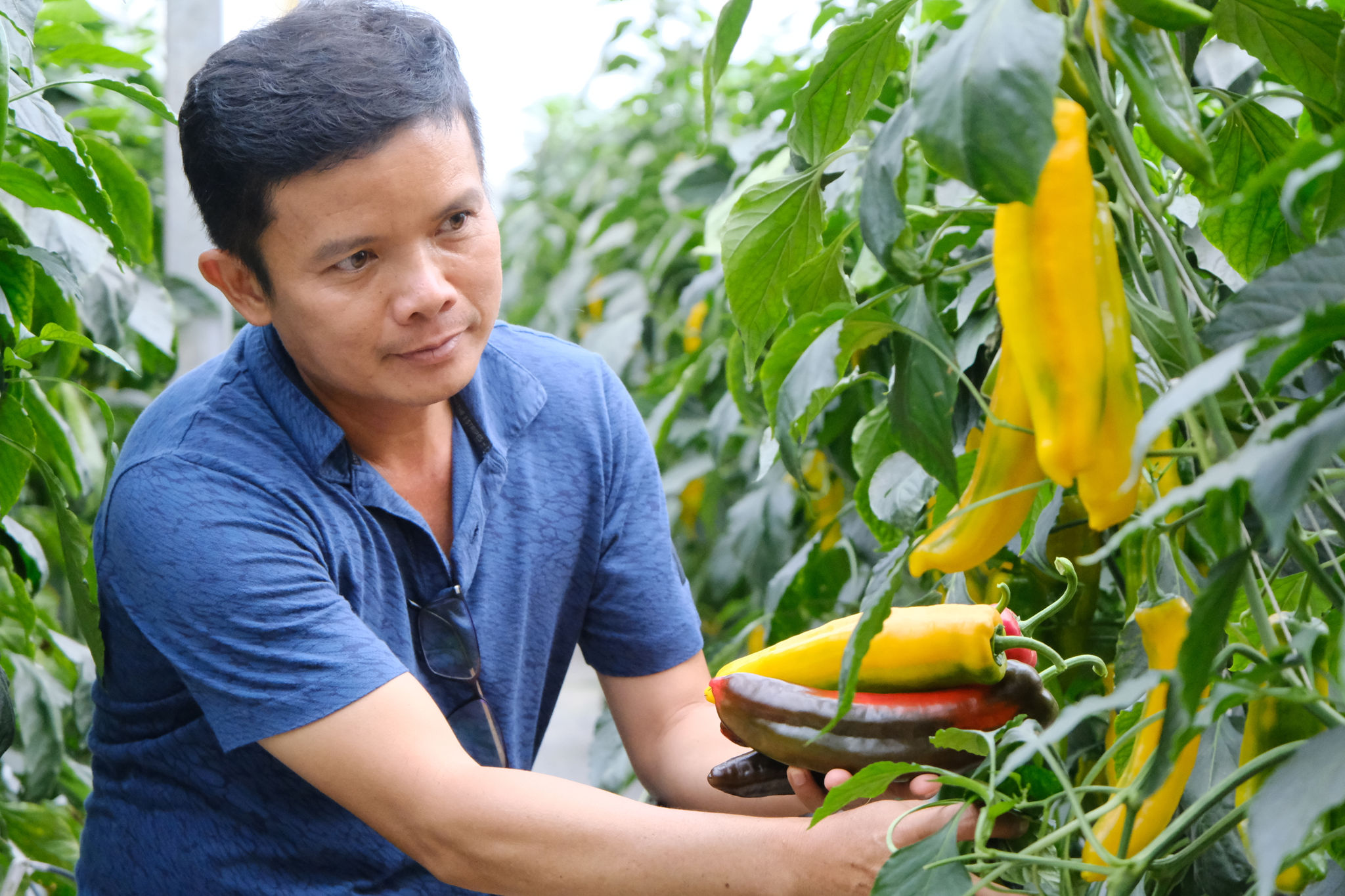 Lâm Đồng phát triển kinh tế vững chắc trên nền tảng 3 trụ cột