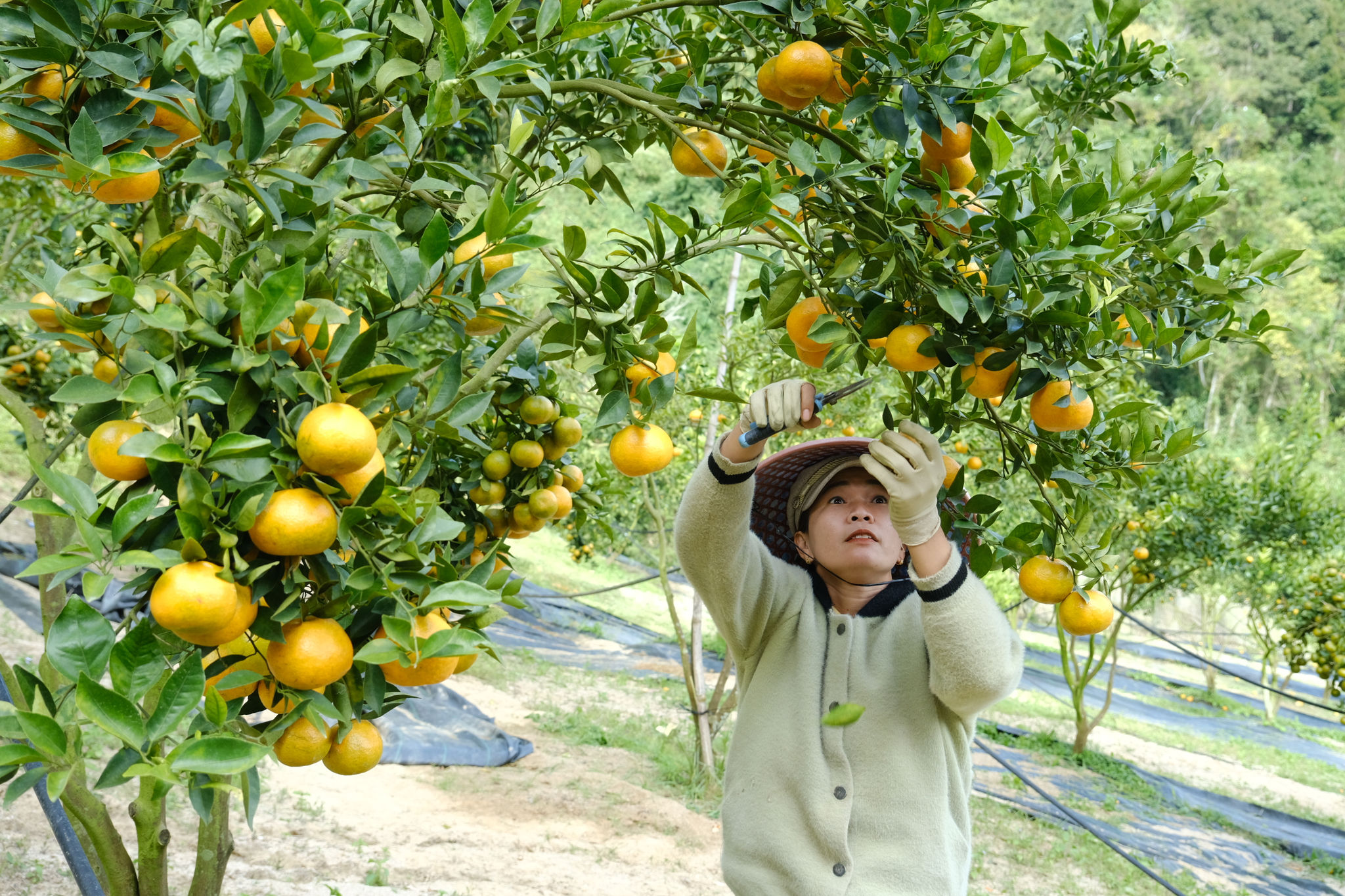 Lâm Đồng phát triển kinh tế vững chắc trên nền tảng 3 trụ cột