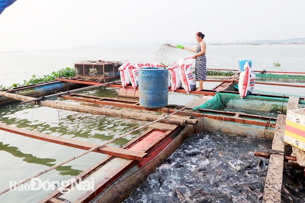 Đồng Nai: Quy hoạch các vùng nuôi cá bè trên hồ Trị An: Vẫn còn bất hợp lý