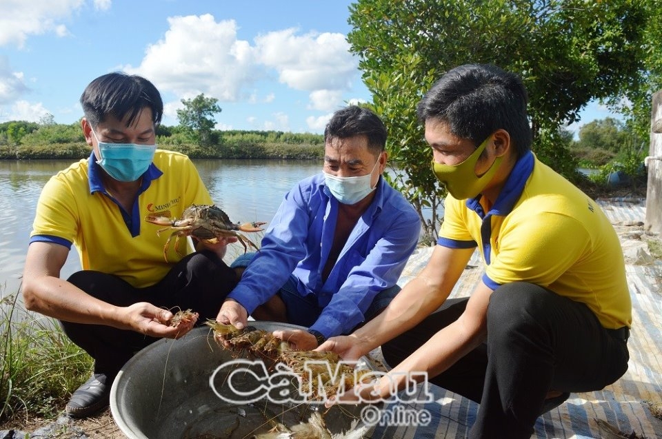 Cà Mau hướng đến nền kinh tế xanh- Bài 1: Nỗ lực phát triển nông nghiệp xanh