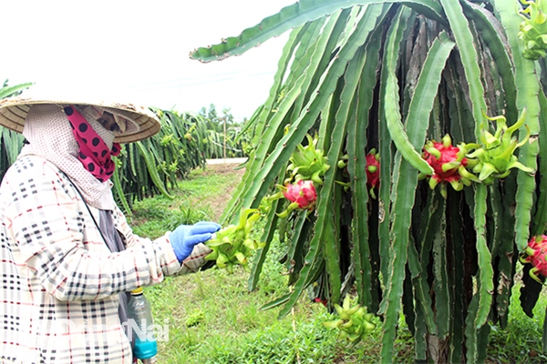 Đồng Nai: Nhiều nông dân chặt bỏ vườn thanh long ruột đỏ