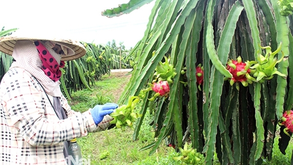 Đồng Nai: Nhiều nông dân chặt bỏ vườn thanh long ruột đỏ