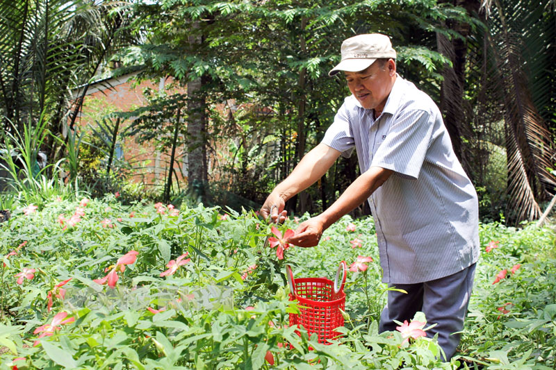 Ông Sáu Biển đang thu hoạch hoa và lá cây sâm bố chính.