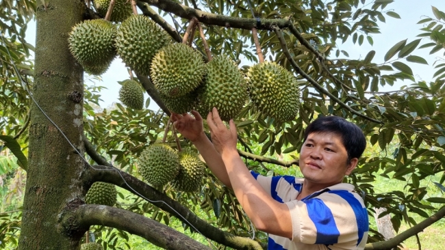 Cần Thơ: Mời doanh nghiệp tham gia liên kết sản xuất, tiêu thụ trái cây cho nông dân