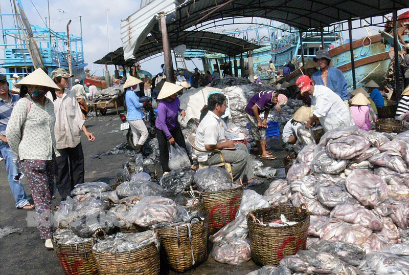 Phân loại hải sản tại Cảng cá Bình Đại.