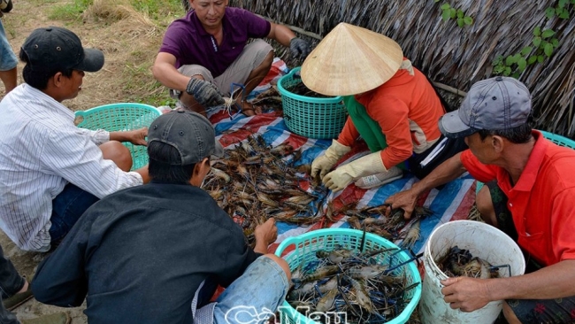 Cà Mau: Thúc đẩy tiêu thụ sản phẩm thế mạnh