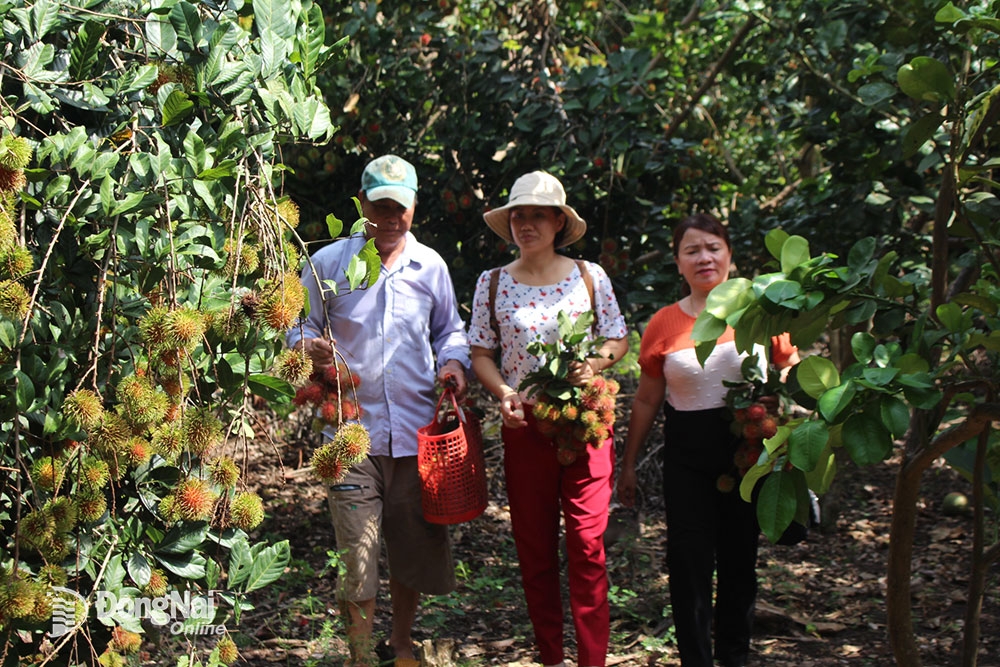 Trái cây hè mời gọi du khách