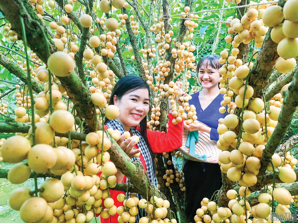 Phát triển du lịch bền vững, du lịch xanh là mục tiêu của ngành Du lịch Việt Nam. Trong ảnh: Trải nghiệm vườn dâu tại Phong Điền, TP Cần Thơ.