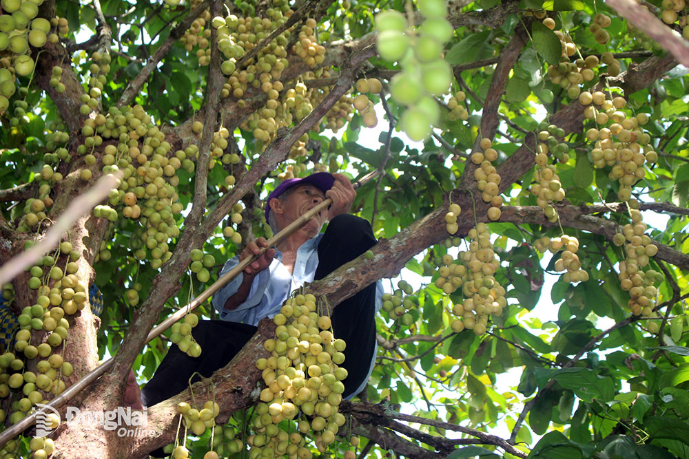 Trái cây hè mời gọi du khách