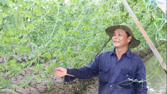 Bến Tre: Phú Nhuận chú trọng trồng rau màu