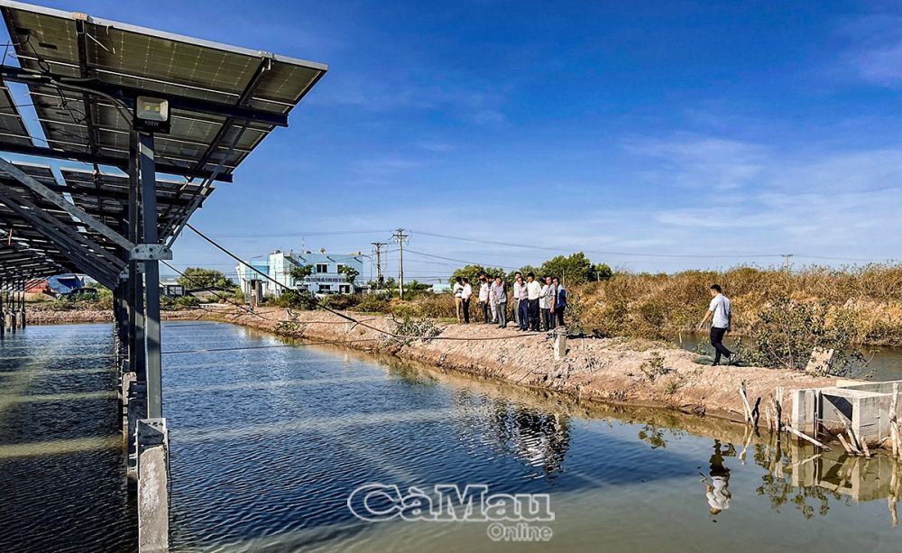 Cà Mau: Phát triển điện mặt trời khu vực nuôi tôm quảng canh