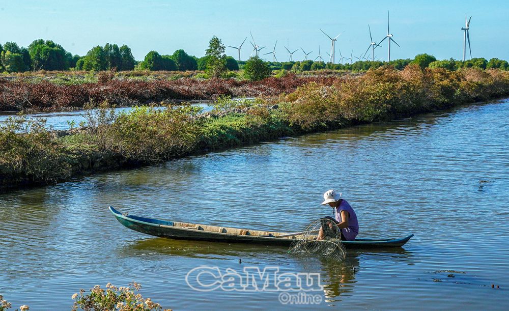 Cà Mau: Phát triển điện mặt trời khu vực nuôi tôm quảng canh