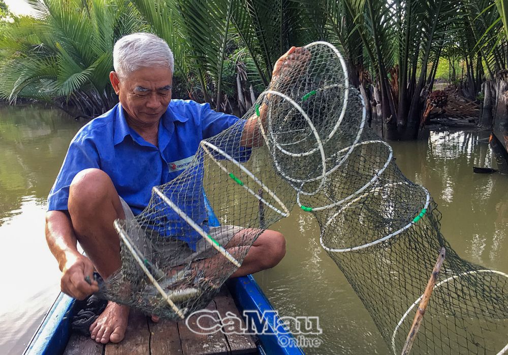 Cà Mau: Thành công từ nuôi tôm "thuận thiên"