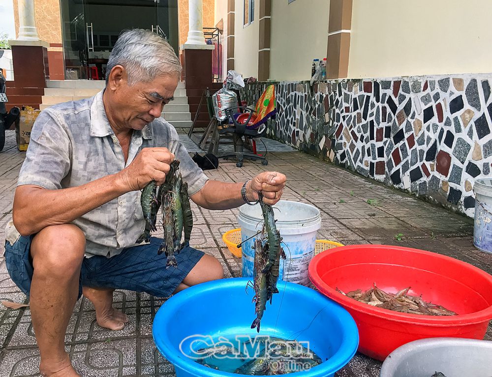 Cà Mau: Thành công từ nuôi tôm "thuận thiên"