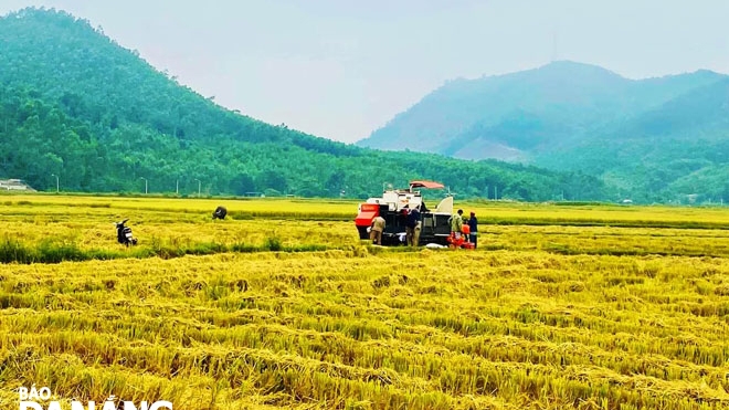 Đà Nẵng: Cơ hội cho cây lúa hữu cơ