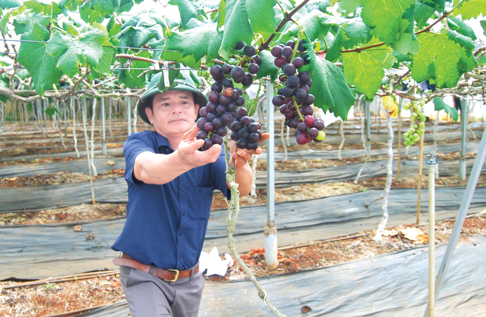 Lâm Đồng: Chuyện về hai loài nho trên tuyến lữ hành