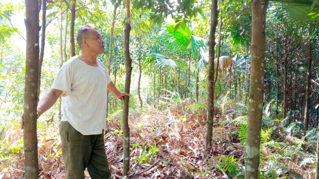 Hà Giang: Nà Chì, thu nhập cao từ trồng quế