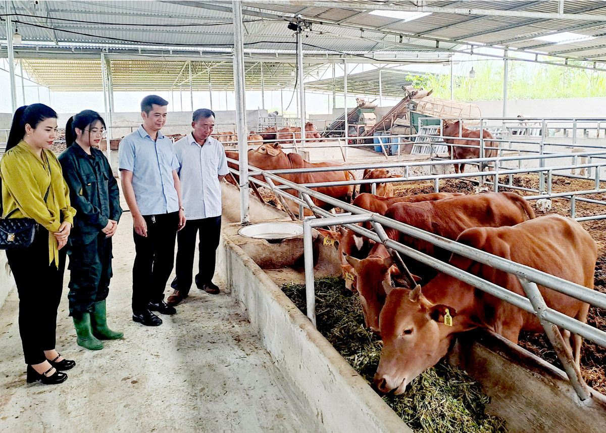 Hà Giang: Chăn nuôi hàng hóa, tăng giá trị sản phẩm