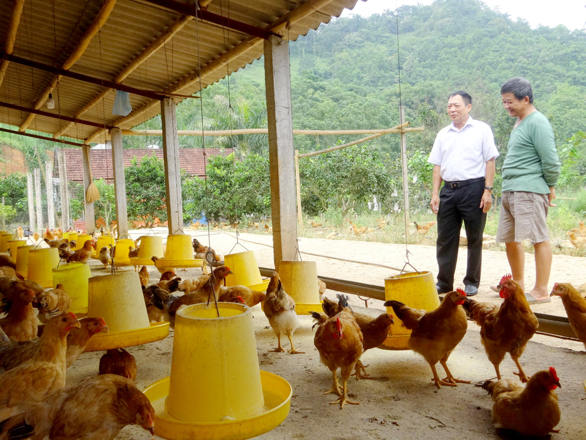 Hà Giang: Chăn nuôi hàng hóa, tăng giá trị sản phẩm