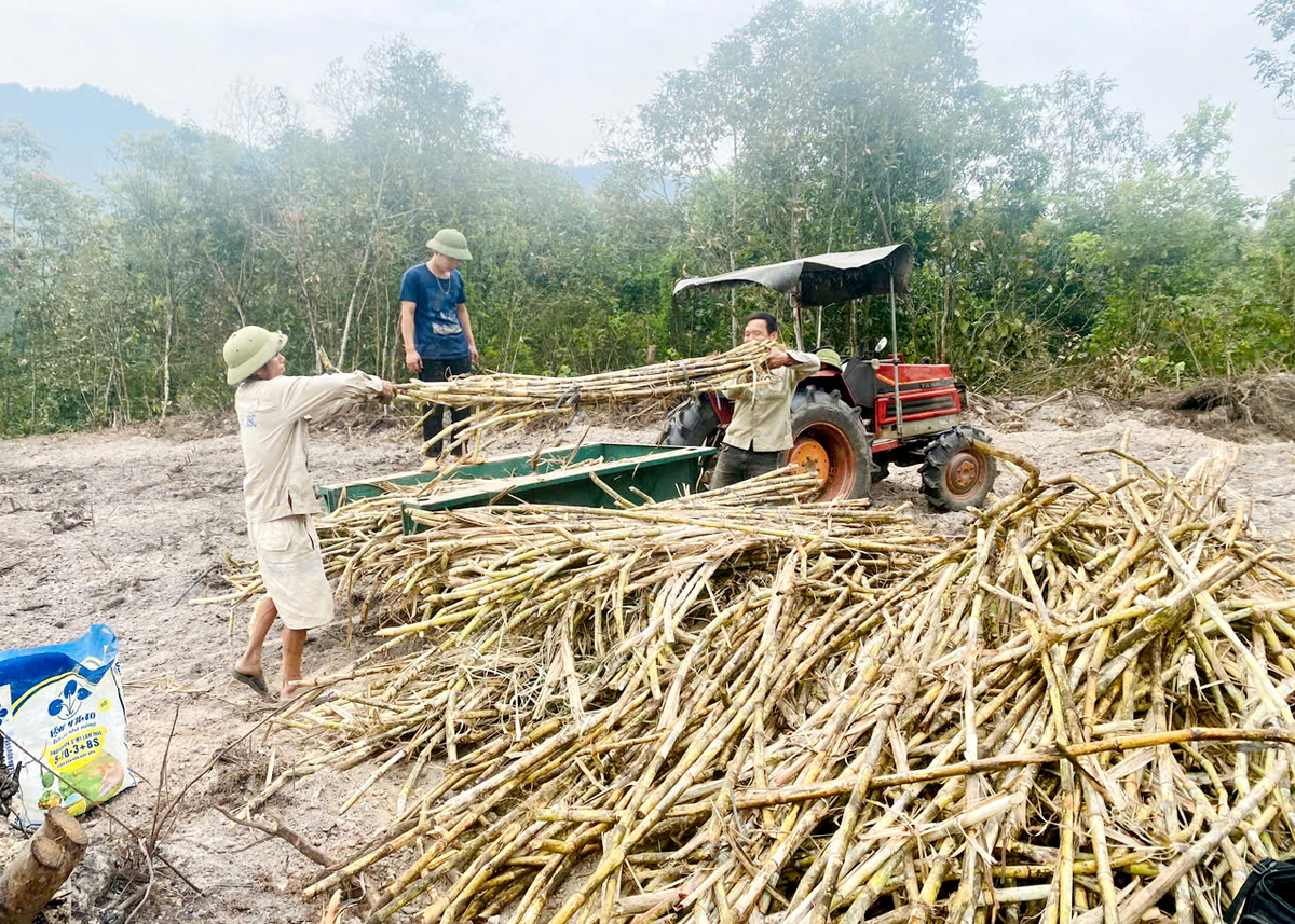 Hà Giang: Liên kết trồng mía ở Ngọc Linh