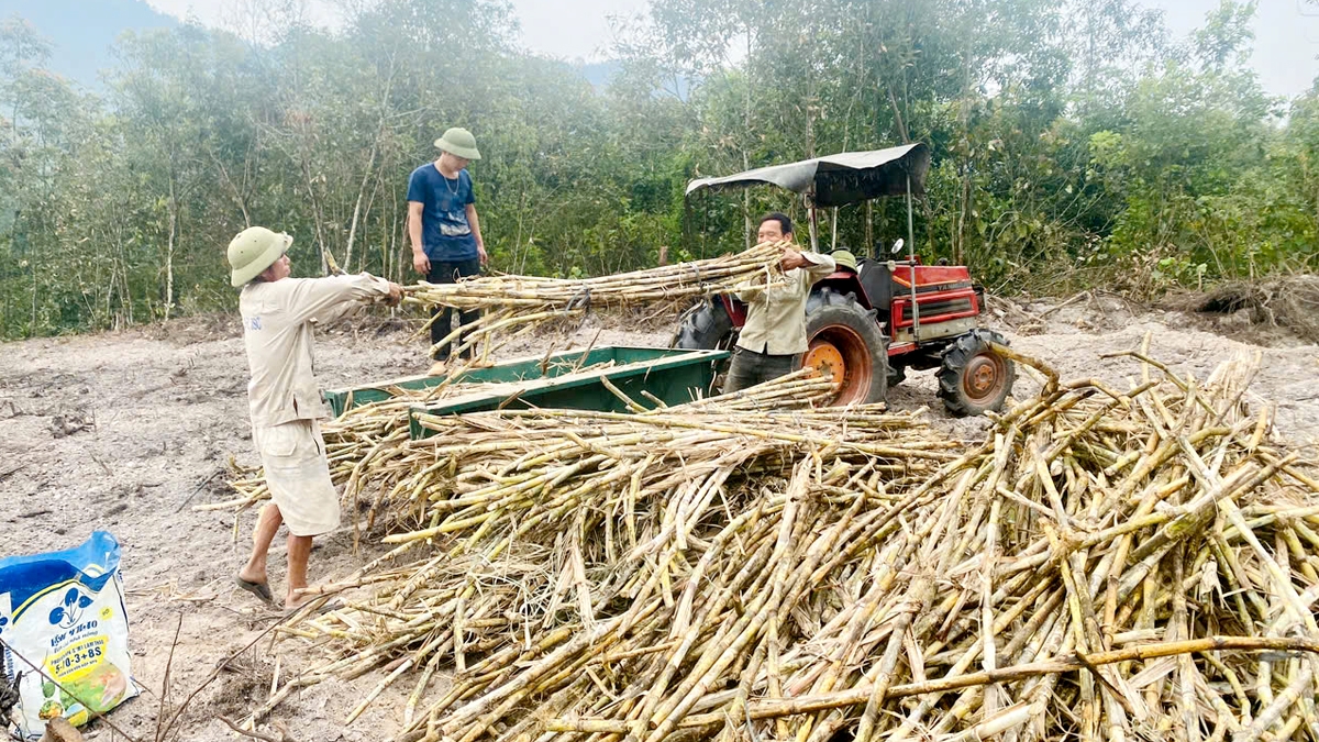 Hà Giang: Liên kết trồng mía ở Ngọc Linh
