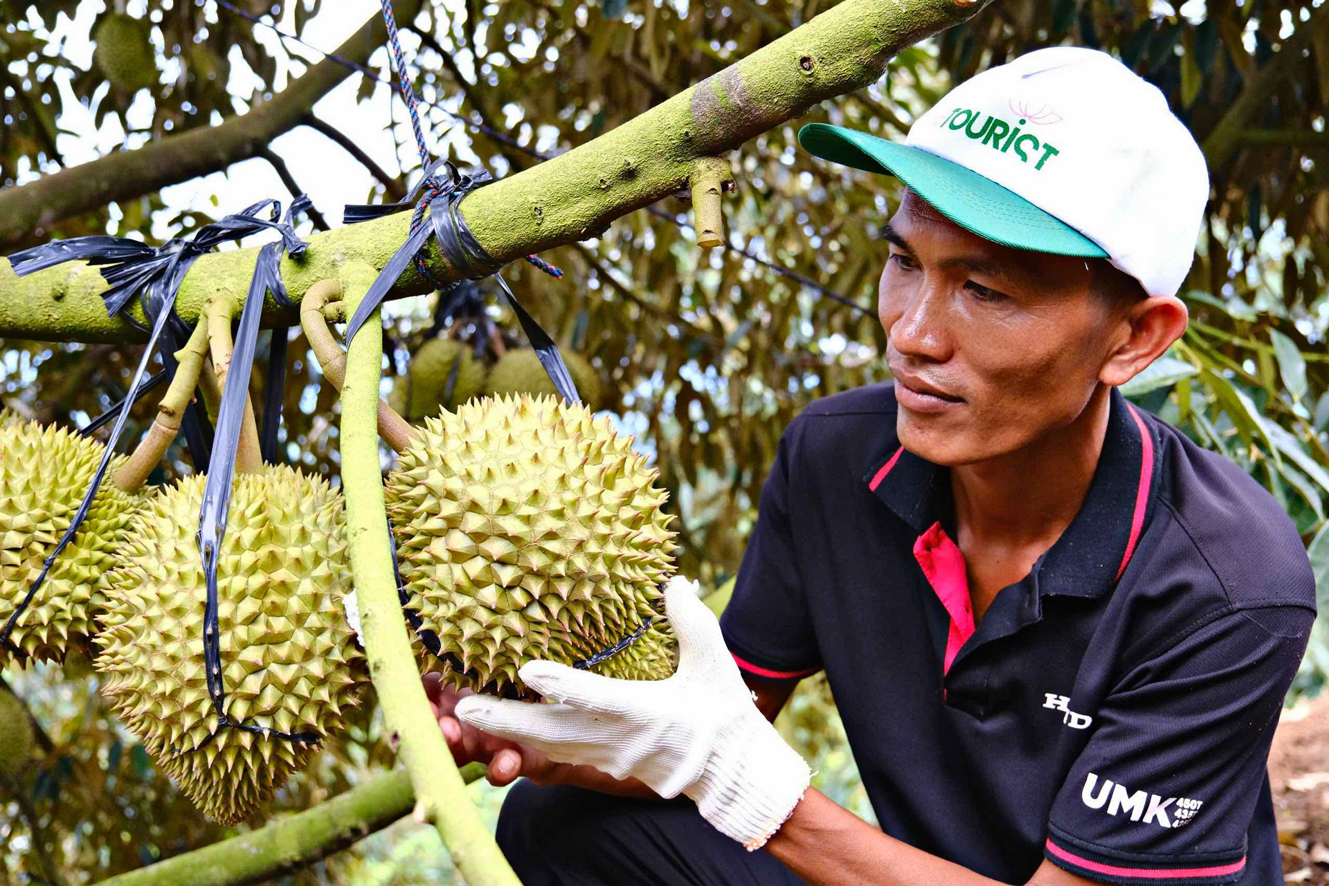 lâm Đồng: Cần chiến lược phát triển sầu riêng bền vững lâm Đồng: Cần chiến lược phát triển sầu riêng bền vững
