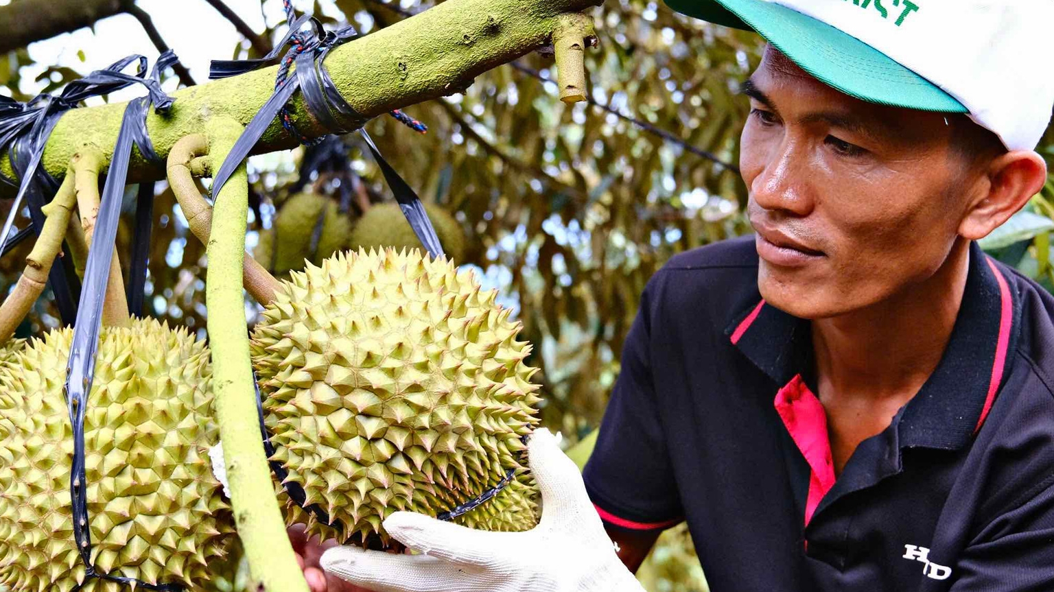 Lâm Đồng: Cần chiến lược phát triển sầu riêng bền vững