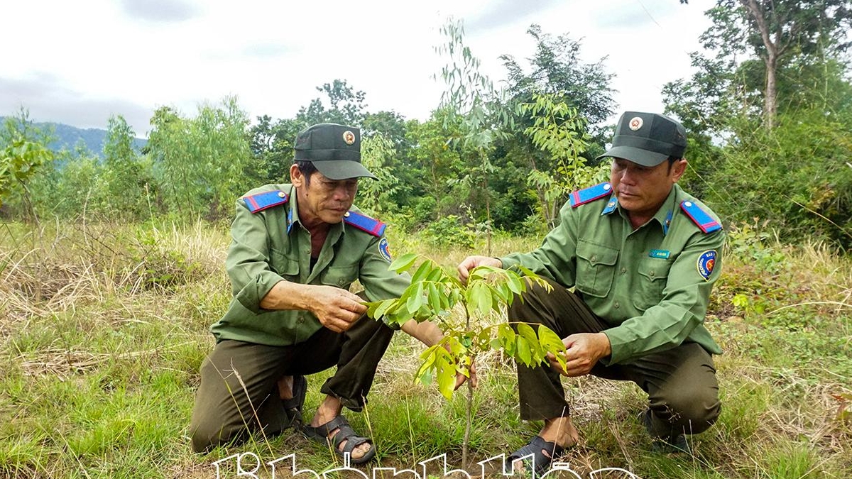 Khánh Hòa: Phát động thi đua hoàn thành vượt mức Đề án “Trồng 1 tỷ cây xanh”