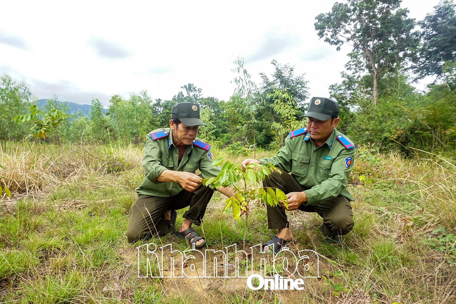 Khánh Hòa: Phát động thi đua hoàn thành vượt mức Đề án “Trồng 1 tỷ cây xanh”