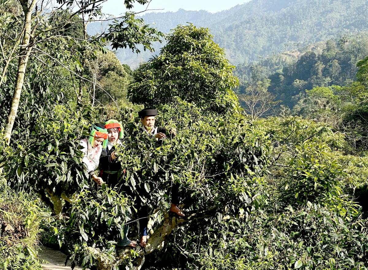 Hà Giang: Giá trị kinh tế từ cây chè Shan tuyết Cao Bồ