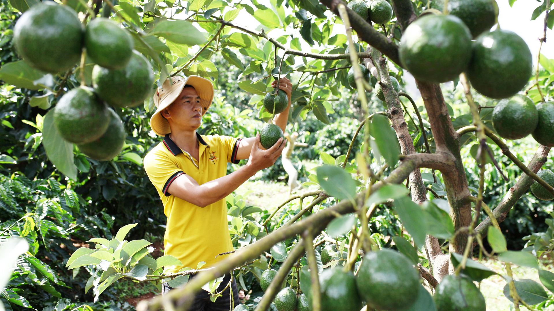 Thêm một vụ bơ mất mùa, mất giá
