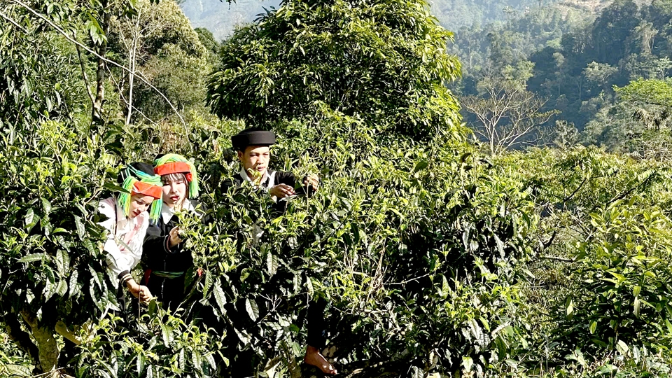 Hà Giang: Giá trị kinh tế từ cây chè Shan tuyết Cao Bồ