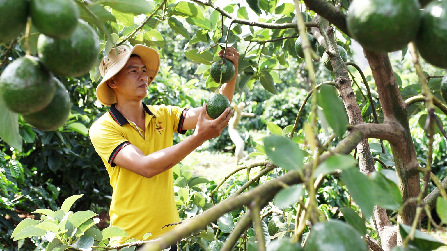 Lâm Đồng: Thêm một vụ bơ mất mùa, mất giá