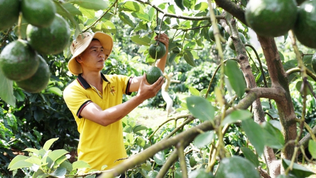 Lâm Đồng: Thêm một vụ bơ mất mùa, mất giá