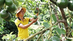 Lâm Đồng: Thêm một vụ bơ mất mùa, mất giá