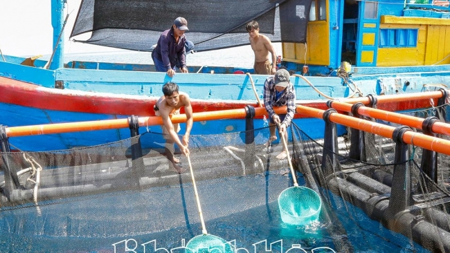 Khánh Hòa: Tiên phong nuôi biển xa bờ