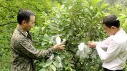 Khánh Hòa tổng kết công tác tuyển chọn, gọi công dân nhập ngũ năm 2025
