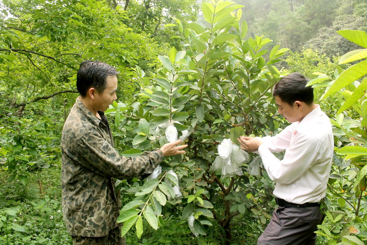 Hà Giang: Yên Minh bảo tồn cây trồng có giá trị Hà Giang: Yên Minh bảo tồn cây trồng có giá trị