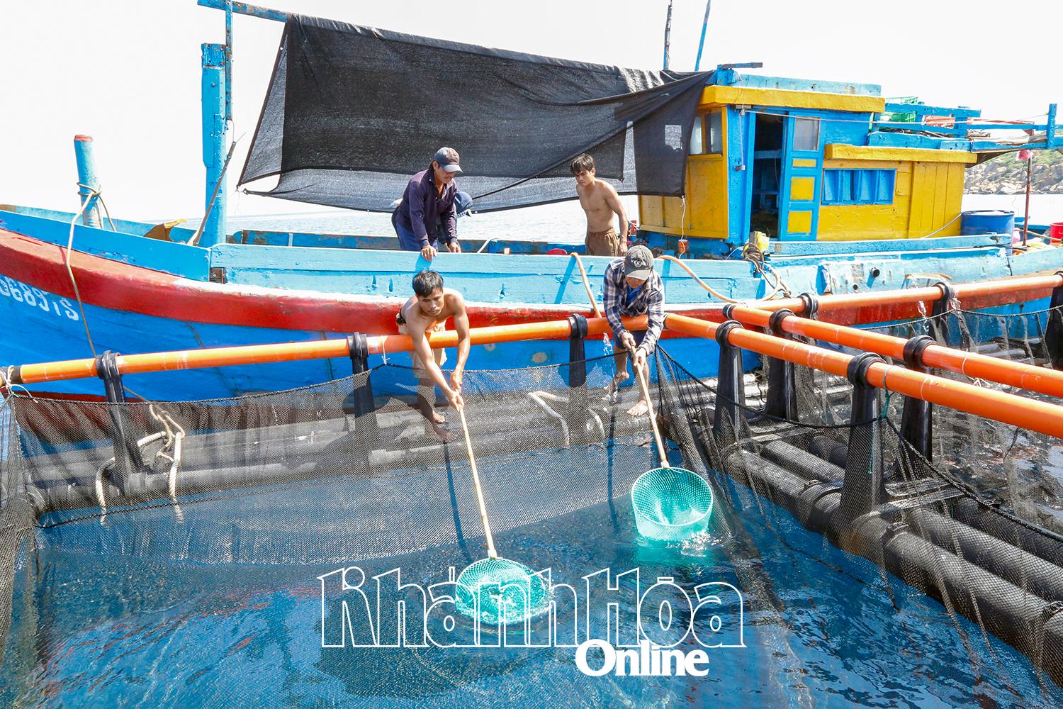 Khánh Hòa: Tiên phong nuôi biển xa bờ Khánh Hòa: Tiên phong nuôi biển xa bờ