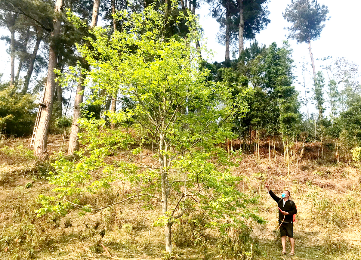 Hà Giang: Yên Minh bảo tồn cây trồng có giá trị Hà Giang: Yên Minh bảo tồn cây trồng có giá trị