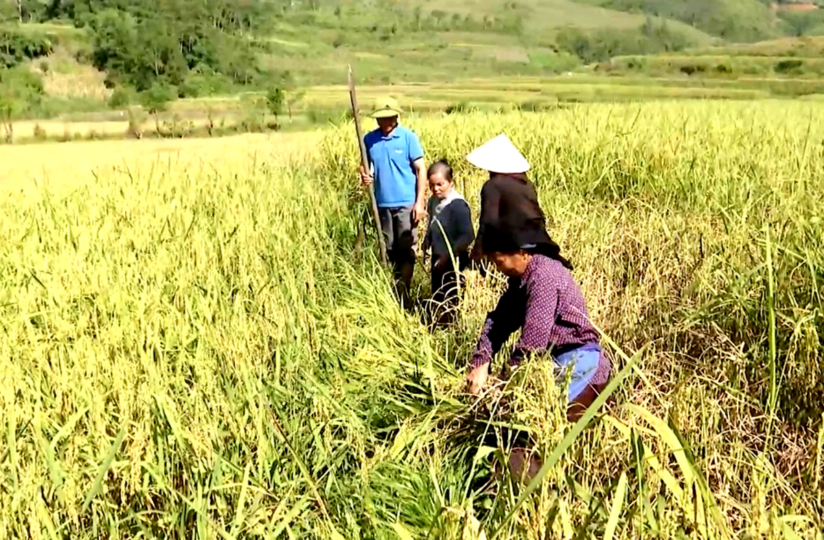 Hà Giang: Yên Minh bảo tồn cây trồng có giá trị Hà Giang: Yên Minh bảo tồn cây trồng có giá trị