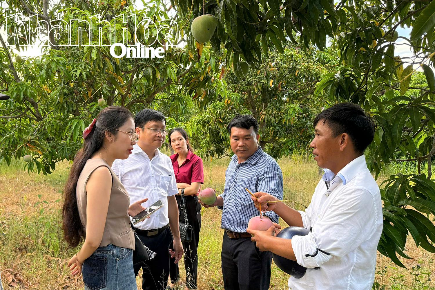 Khánh Hòa: Kết nối tiêu thụ xoài cho nông dân