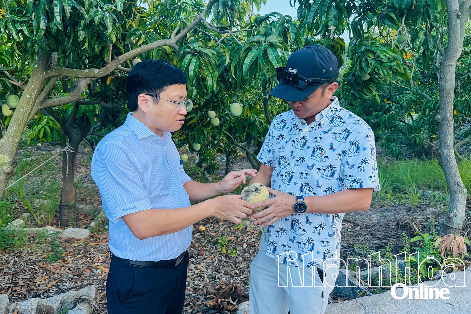 Khánh Hòa: Kết nối tiêu thụ xoài cho nông dân