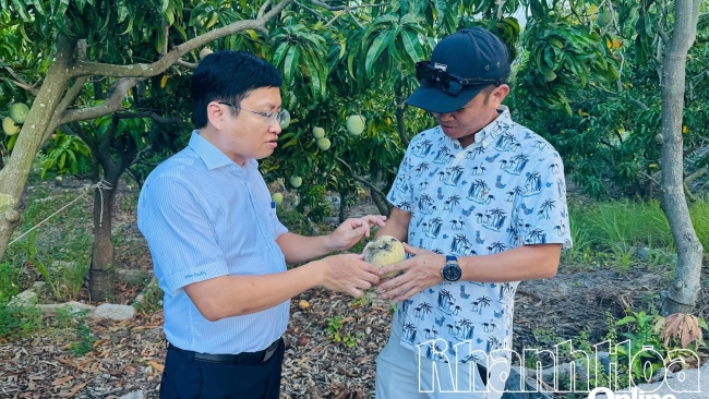 Khánh Hòa: Kết nối tiêu thụ xoài cho nông dân