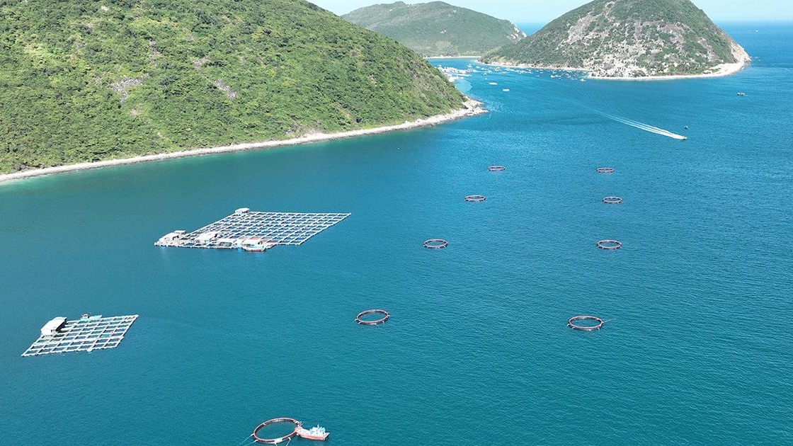 Khánh Hòa: 5 hộ nuôi biển công nghệ cao ở Đầm Bấy được cấp giấy phép nuôi trồng thủy sản trên biển
