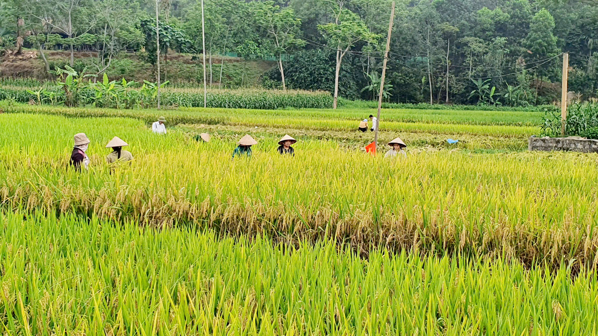 Hà Giang: Nông dân khẩn trương thu hoạch lúa vụ Xuân
